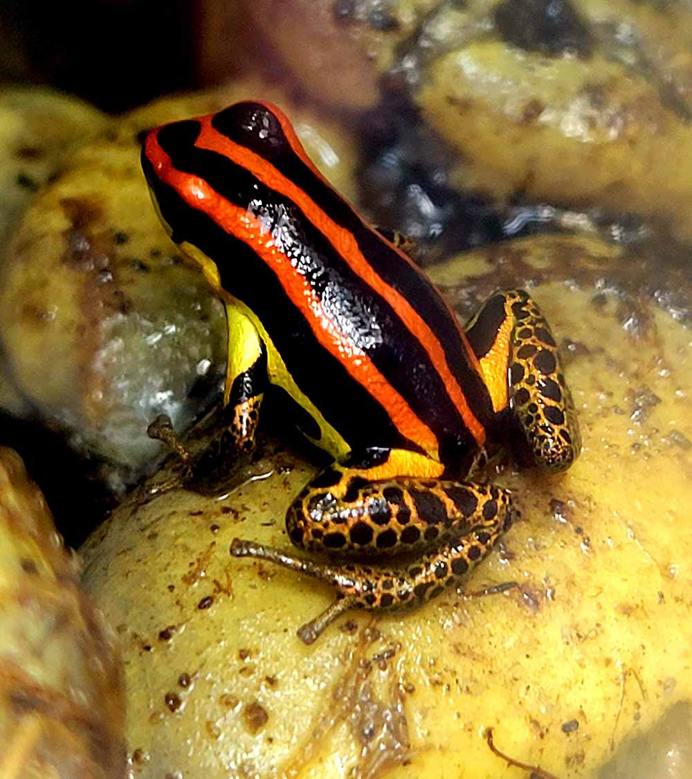 What is a Thumbnail Dart Frog? - Dart Frog HQ