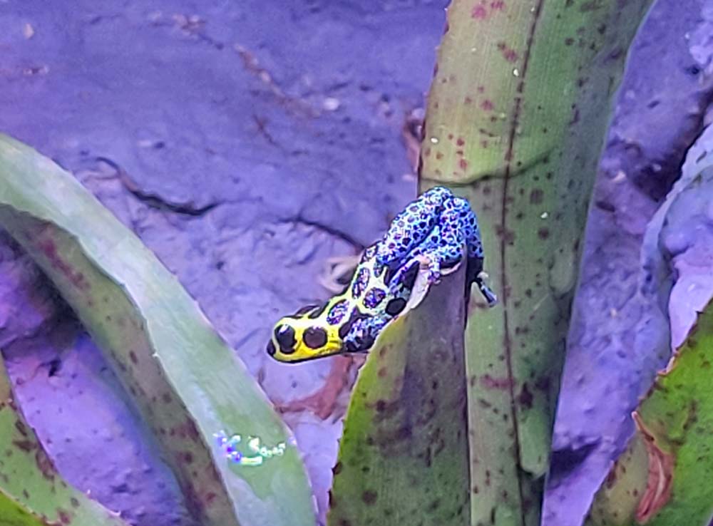 What is a Thumbnail Dart Frog? - Dart Frog HQ