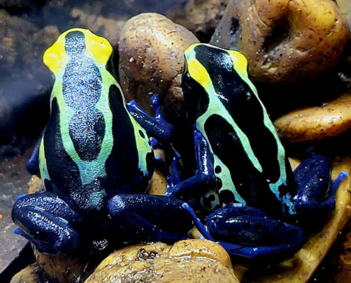 Dendrobates Tinctorius Cobalt Wholesale - Dart Frog HQ